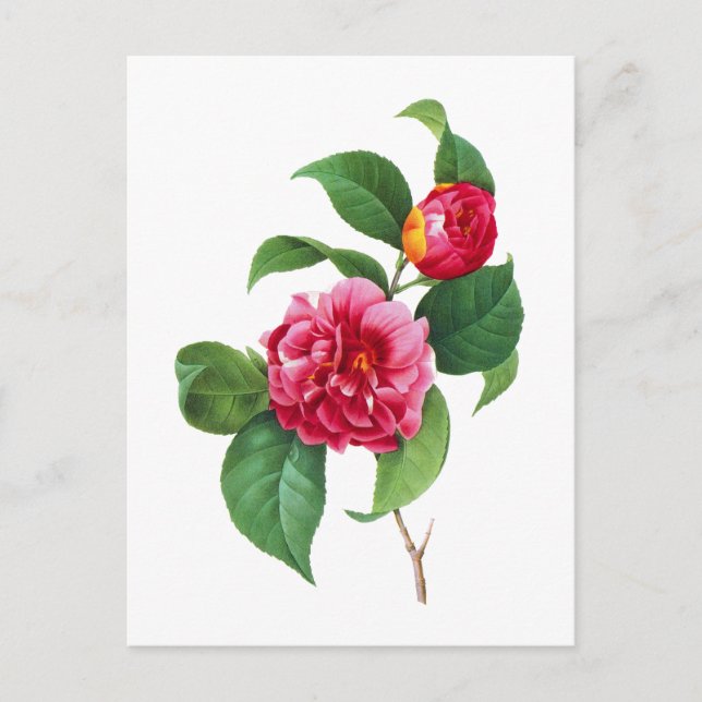 Postal Camellia Roja de Pierre Joseph Redoute (Anverso)