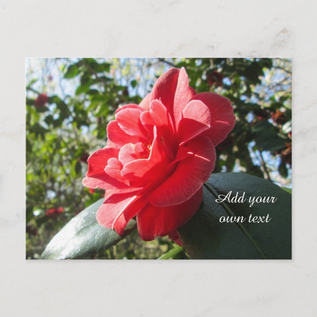 Postal Camellia Roja Radiante - Personalizada (Anverso)