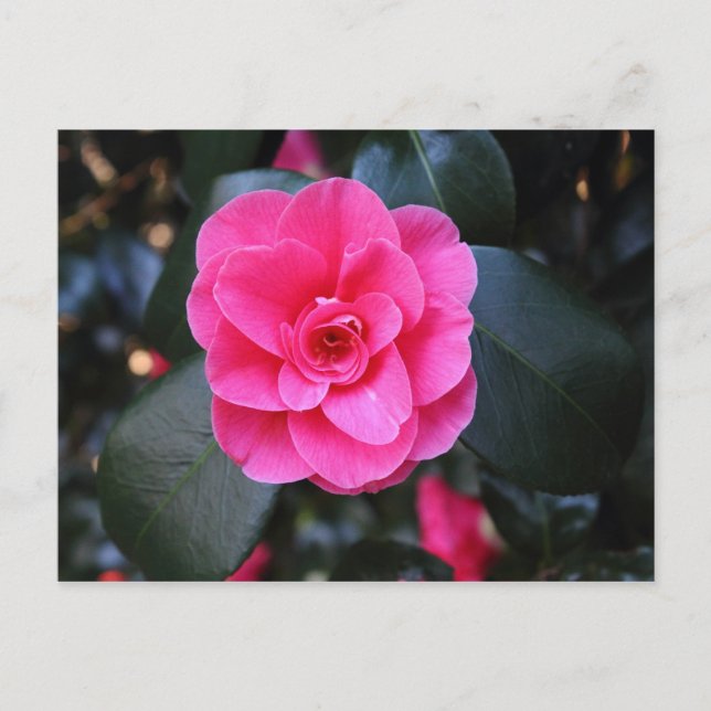 Postal Camellia rosa (Anverso)