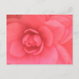 Postal Camellia rosa