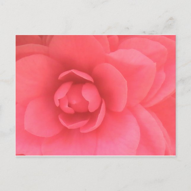 Postal Camellia rosa (Anverso)