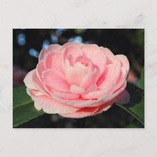 Postal Camellia rosa