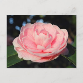 Postal Camellia rosa