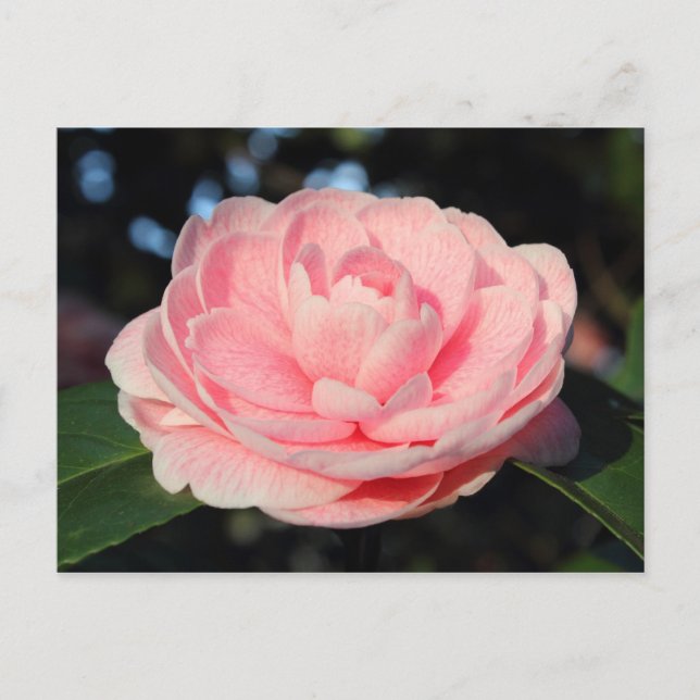 Postal Camellia rosa (Anverso)