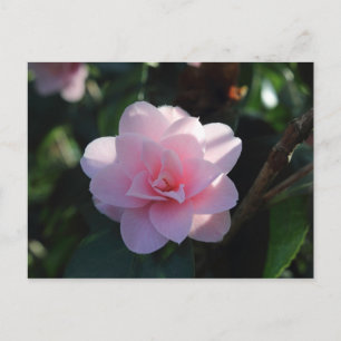 Postal Camellia rosa