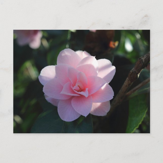Postal Camellia rosa (Anverso)