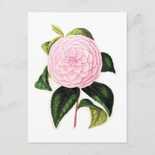 Postal Camellia rosa