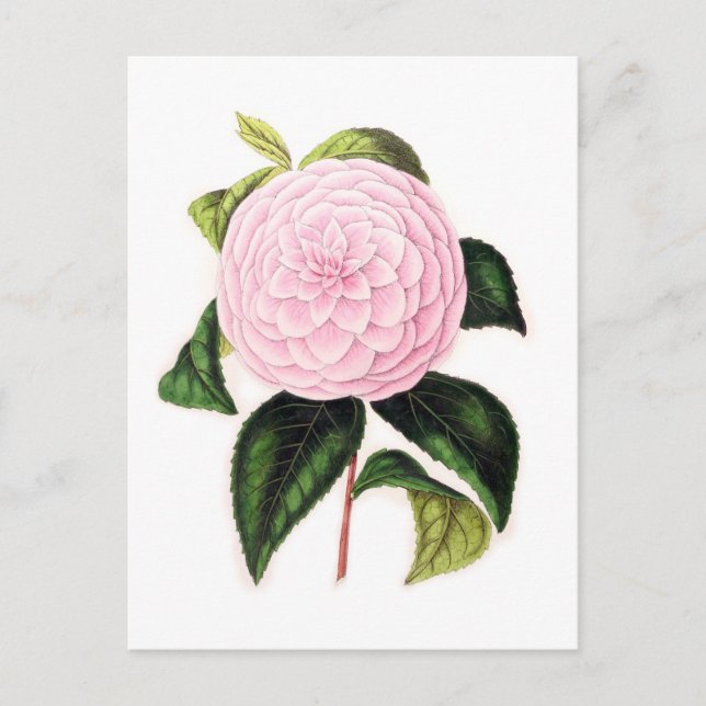 Postal Camellia rosa (Anverso)