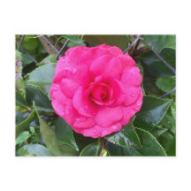 Postal Camellia rosa japonesa