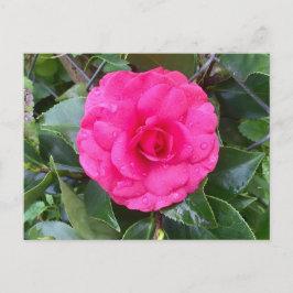 Postal Camellia rosa japonesa