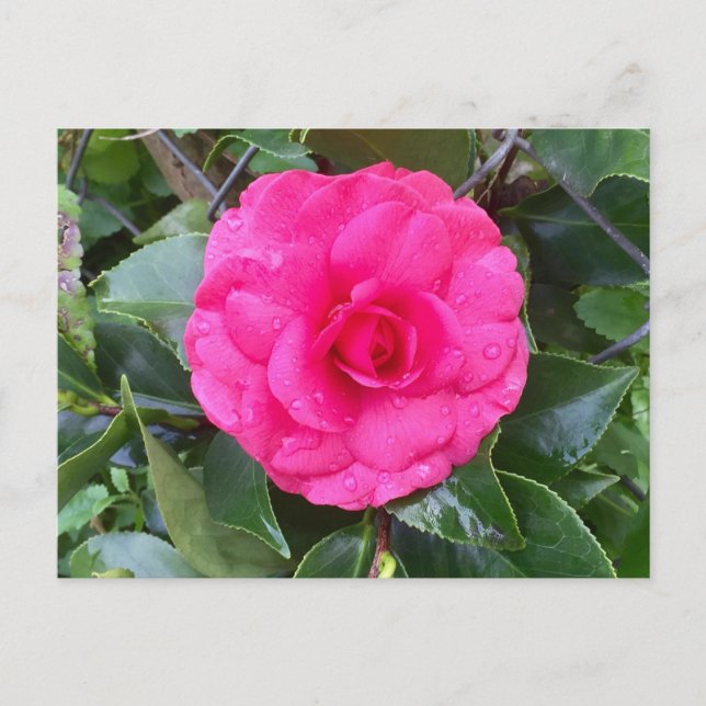 Postal Camellia rosa japonesa (Anverso)