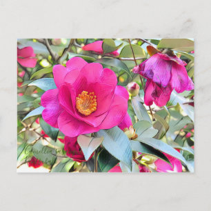 Postal Camellia sasanqua Kantsubaki [Tarjeta postal]