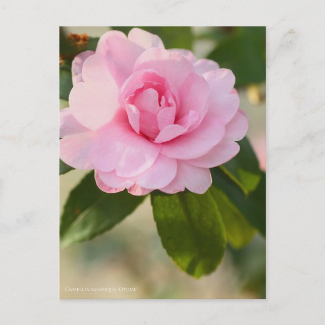 Postal Camellia sasanqua "Otome" [Postcard] (Anverso)