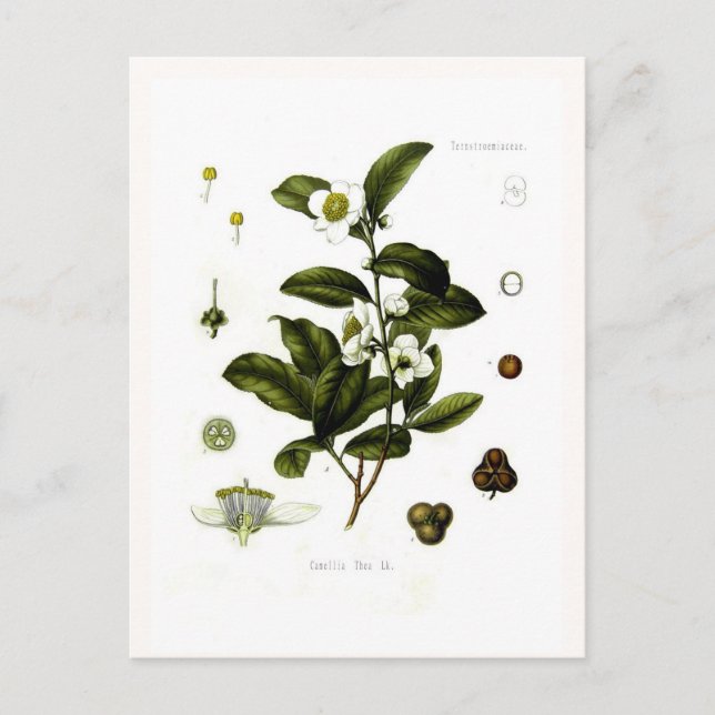 Postal Camellia sinensis (té) (Anverso)