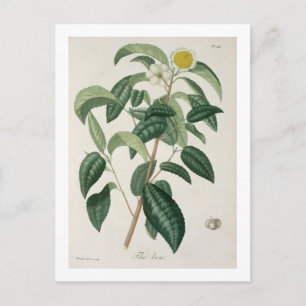 Postal Camellia Thea de 'Phytographie Medicale' de José