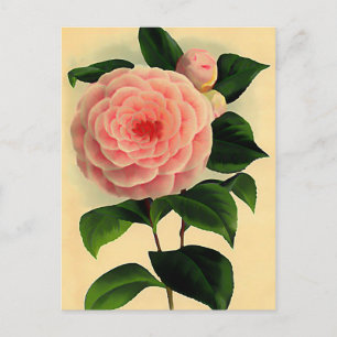 Postal Camellia vintage