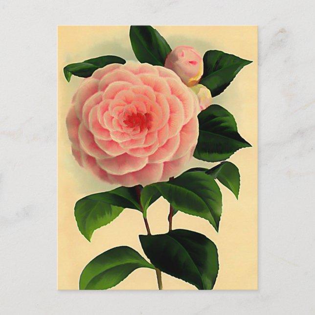 Postal Camellia vintage (Anverso)