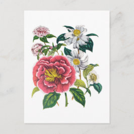 Postal Camellias
