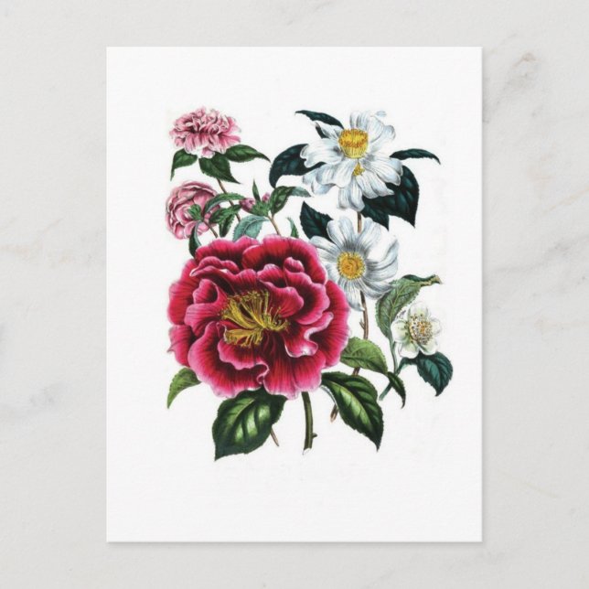 Postal Camellias de Jane Loudon (Anverso)