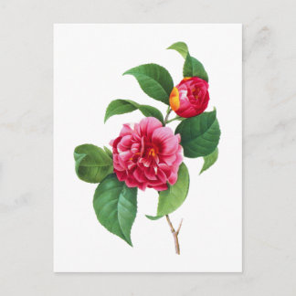 Postal Camellias rojas de Pierre-Joseph Redoute