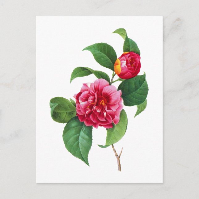 Postal Camellias rojas de Pierre-Joseph Redoute (Anverso)