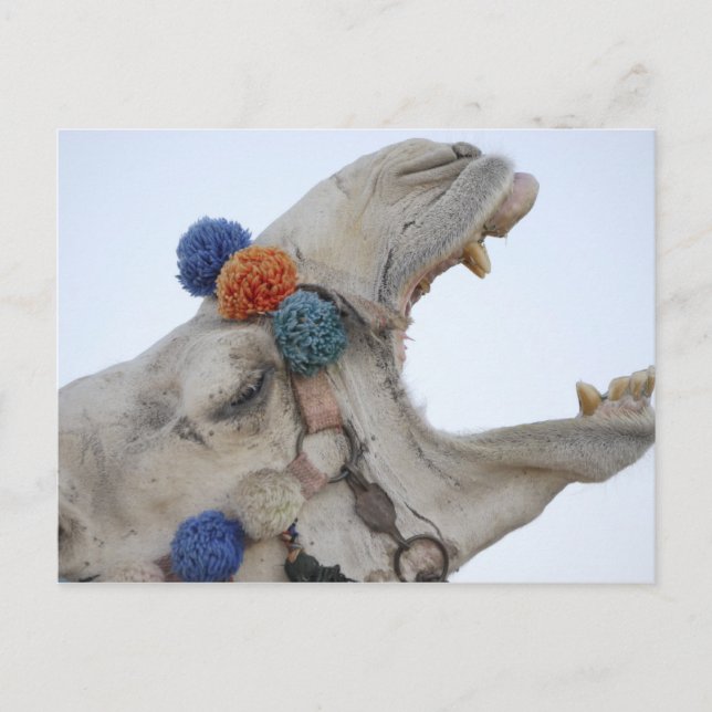 Postal Camello (Anverso)