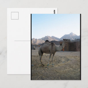 Postal Camello bebé en el desierto