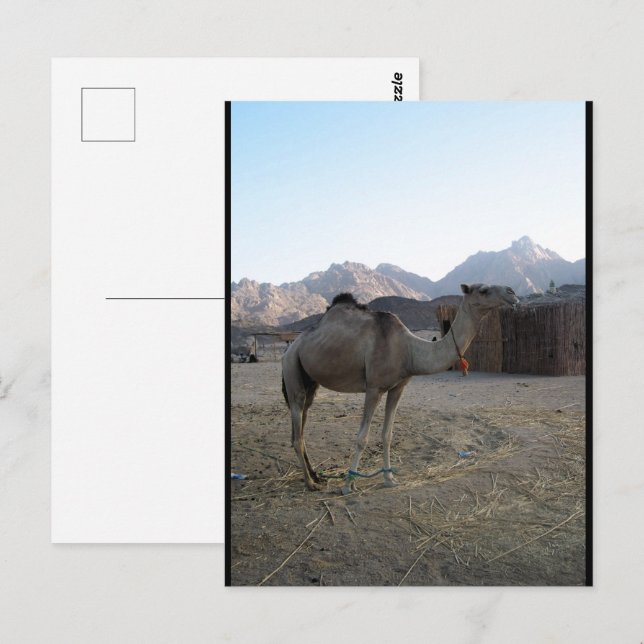 Postal Camello bebé en el desierto (Anverso / Reverso)