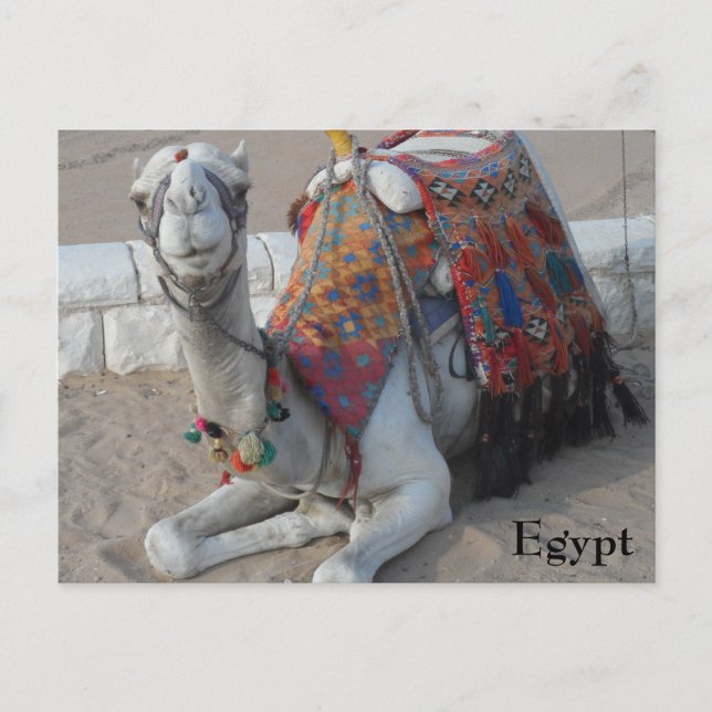 Postal Camello de Egipto (Anverso)