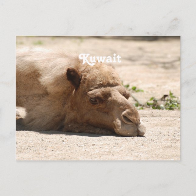 Postal Camello de Kuwait (Anverso)