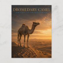 Camello Dromedario Dunas del Desierto ANIMALES
