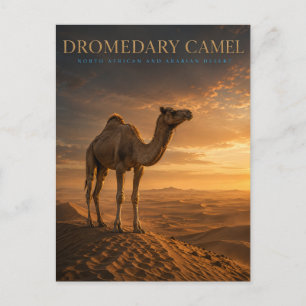 Postal Camello Dromedario Dunas del Desierto ANIMALES