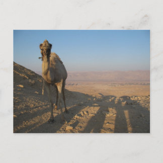 Postal Camello en el desierto