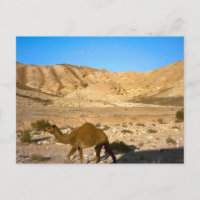 Camello en el desierto judeano