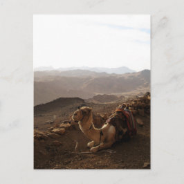 Postal Camello en el Monte Sinai