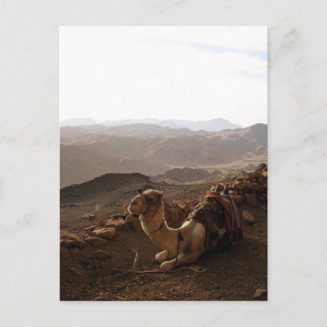 Postal Camello en el Monte Sinai (Anverso)