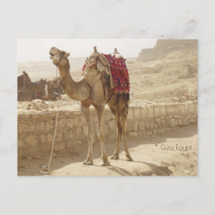 Postal Camello en Giza Egipto