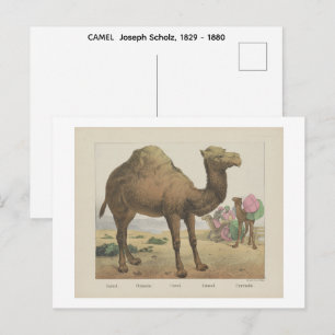 Postal CAMELLO  Joseph Scholz, 1829 - 1880  