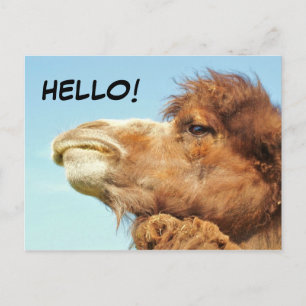Postal Camello - Postcard