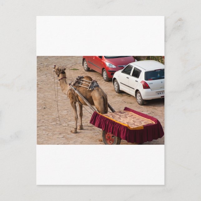 Postal Camello y coche (Anverso)