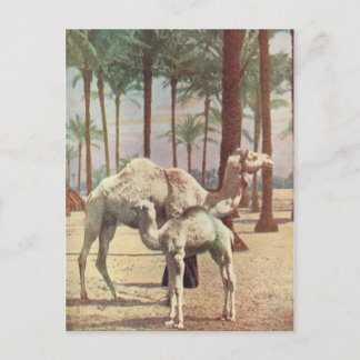 Postal Camellos