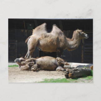Postal Camellos