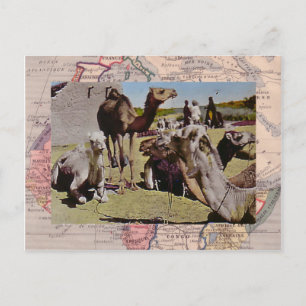 Postal Camellos de alquiler