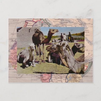 Postal Camellos de alquiler