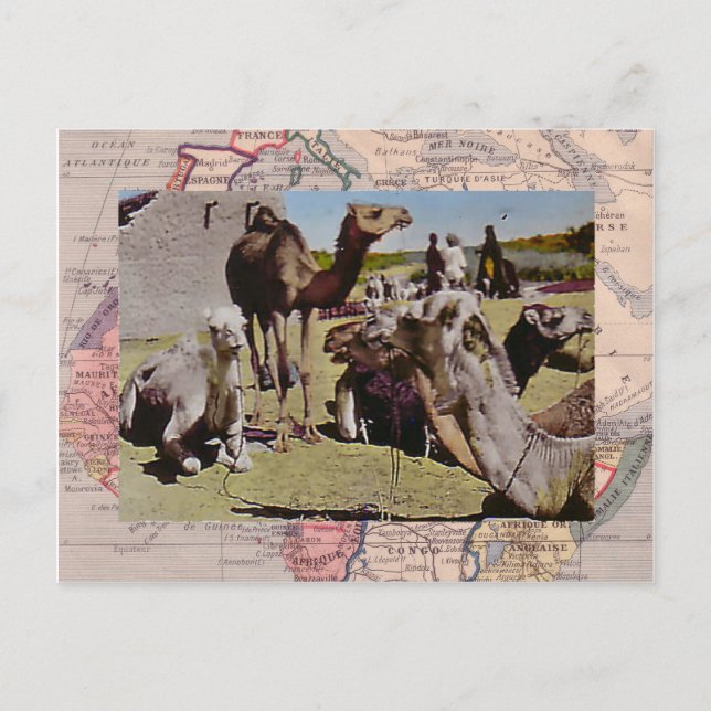 Postal Camellos de alquiler (Anverso)