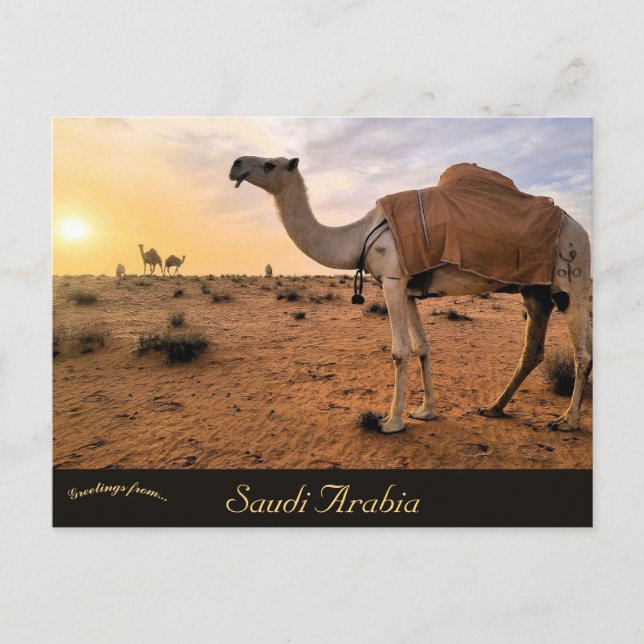 Postal Camellos de Arabia Saudita (Anverso)