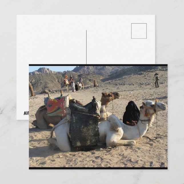 Postal Camellos descansando en el desierto (Anverso / Reverso)