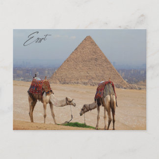 Postal Camellos en el desierto