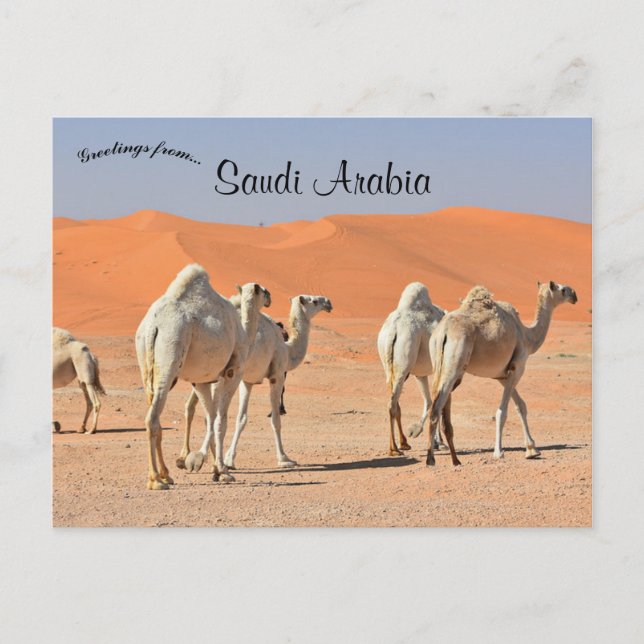 Postal Camellos en el desierto de Arabia Saudita (Anverso)
