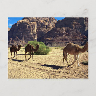Postal Camellos en el desierto de Wadi Rum, desierto de J